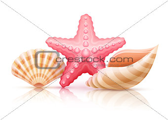 Set of summer sea shells and starfish