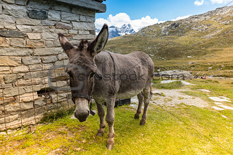 cute donkey eating grass in mountain landscape