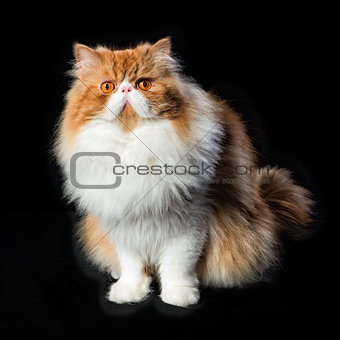 Red big persian cat costs on dark background