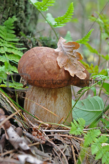 Cep in the forest - close-up