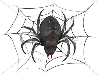 Black big scary spider sitting center of web. Poison spider