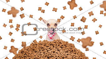 hungry dog  in  a food rain 