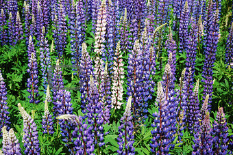 Colorful lupines all over