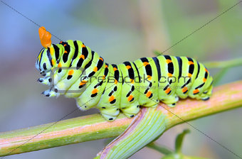 A close up of the caterpillar