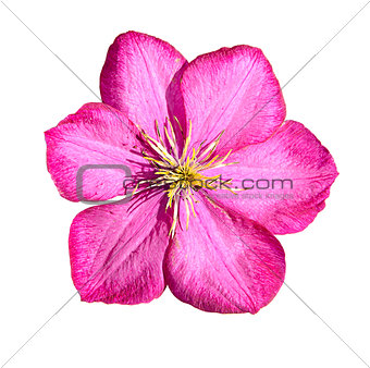 Pink Clematis Isolated on White Background