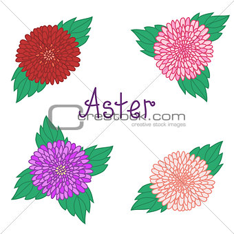 Cute aster set, colorful flowers collection of daisy