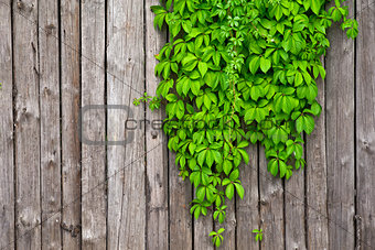 a fence made of wood with wild grapes curly ivy 