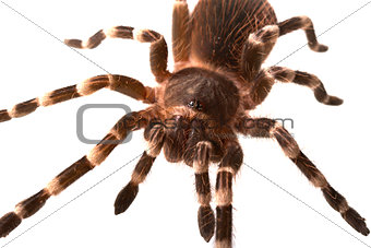 giant tarantula Acanthoscurria geniculata isolated
