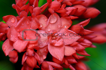 Close up red flower of West Indian Jasmine ( Ixora chinensis Lam