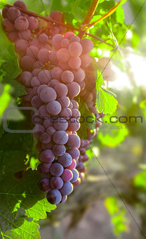 Growing cluster blue grapes in leaves