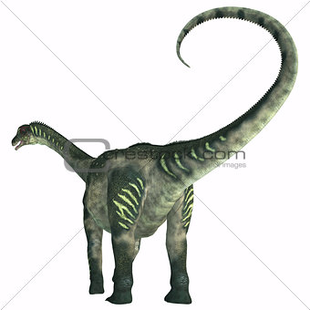 Antarctosaurus Dinosaur Tail