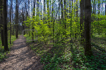 Footpath in spring forest.