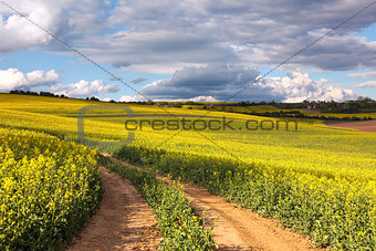 Yellow canola fields and ground road overlooking a valley, rural