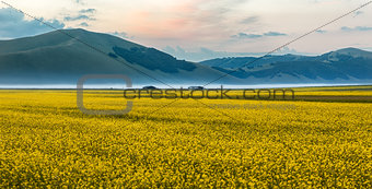 Blooming rapeseed at Piano Grande, Umbria, Italy
