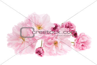 Cherry blossoms isolated