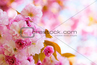 Pink cherry blossoms in spring orchard