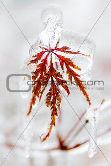Icy winter leaf
