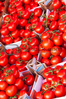 Boxes of Ripe Tomatoes