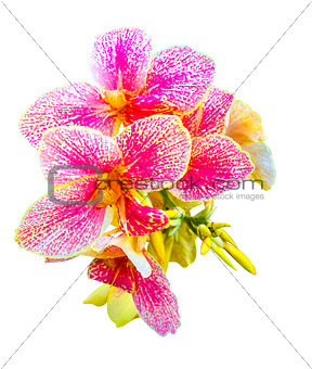 canna flowers