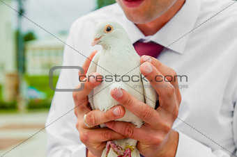 pigeon in hands