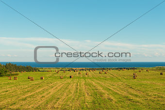 Scenic view of hay stacks on sunny day
