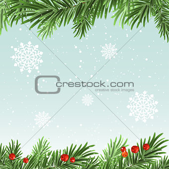 Spruce branches background. Christmas background