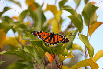 Butterfly on a tree