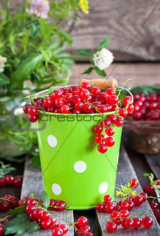 Fresh redcurrant in a bucket 