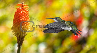 Hummingbird (archilochus colubris) in flight with tropical flowe