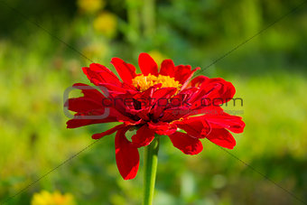 Red Zinnia flower in a garden