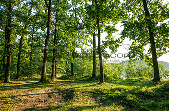 Sunny glade in oaken forest with high green tree