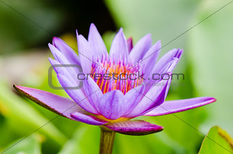 Purple Lotus flower ( Nymphaea Nouchali )