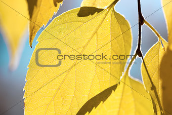 Autumn leaves against blue sky - fall season background