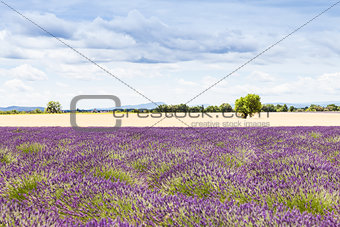 Lavander field