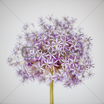 Flowering onion flower