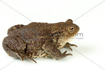 Common toad, bufo bufo, isolated 