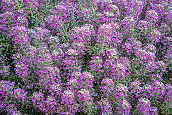 background of flowering labularia shrub