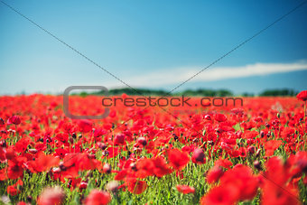 Poppies