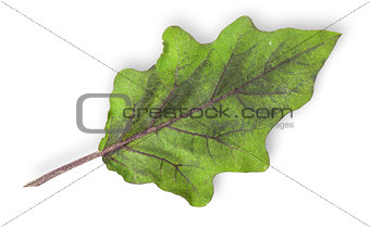 Single green leaf of eggplant