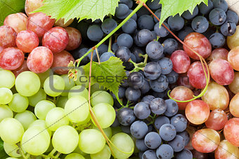 Bunch of colorful grapes