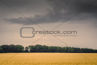 Golden field in dark cloudy weather