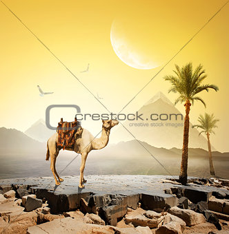 Camel and moon