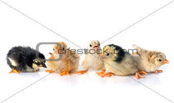 serama chicks