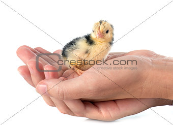 serama chick in hand