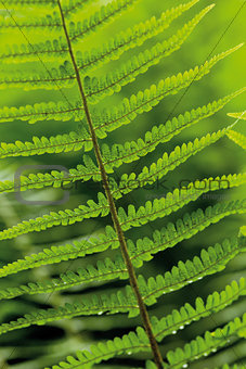 leaves of fern