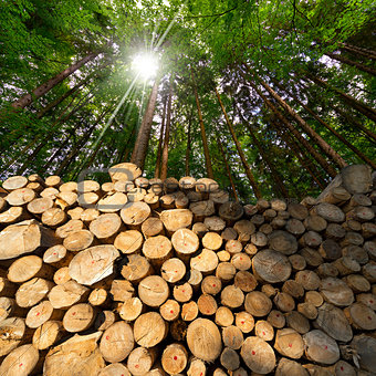 Wooden Logs with Forest on Background