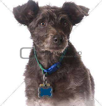 dog wearing a collar with a name tag