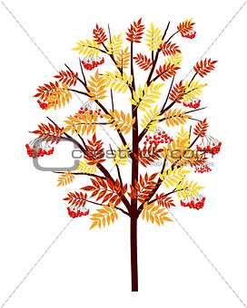 Autumn Rowan Tree