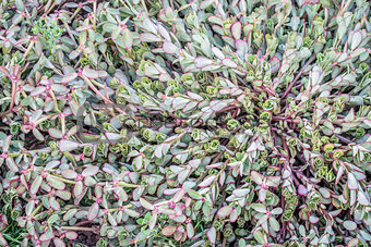 portulaca plant foliage background