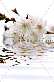 Cherry blossom in water